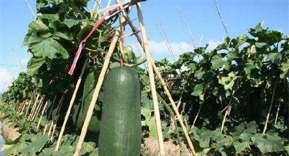 冬瓜种植管理技术的三个要点