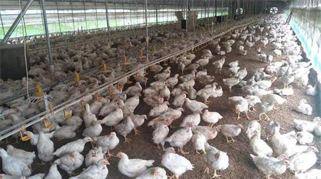 肉鸡健康饲养管理技术要点