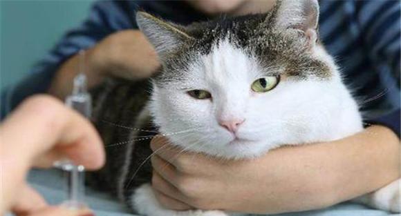猫泛白细胞减少症的诊断要点与流行特点