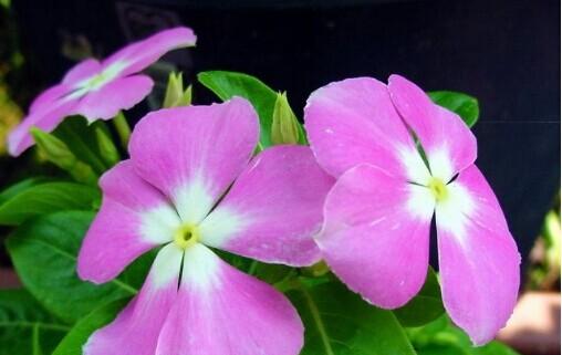 长春花的作用