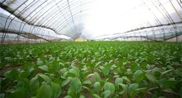 油菜日光温室冬季栽培
