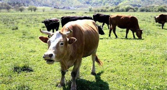肉牛的性成熟