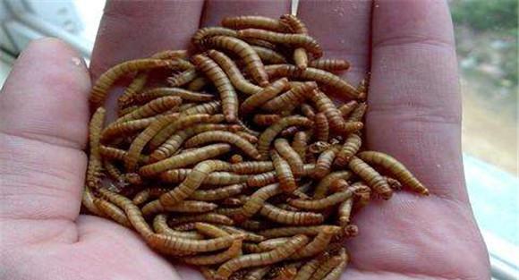 黄粉虫养殖技术