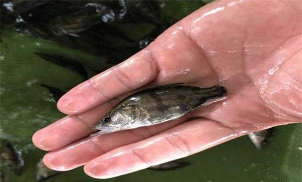 鳜鱼苗吃什么饲料