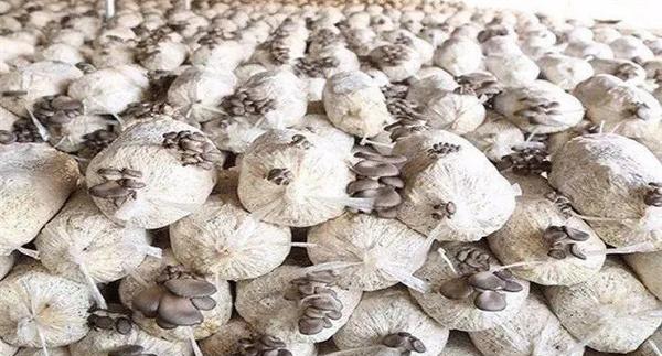 平菇发菌过程中产生杂菌的原因