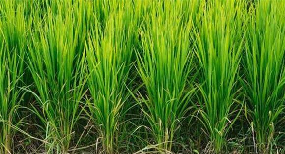 水稻多样性间栽技术措施
