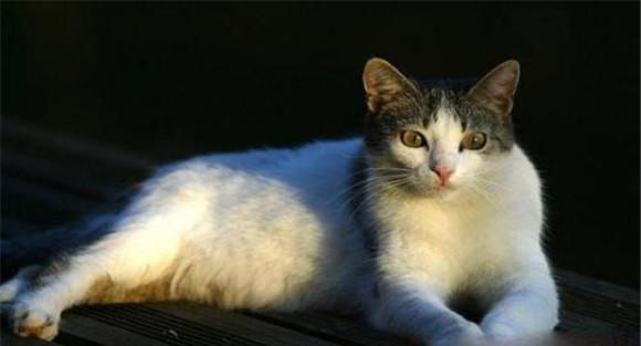 猫世界著名品种举例