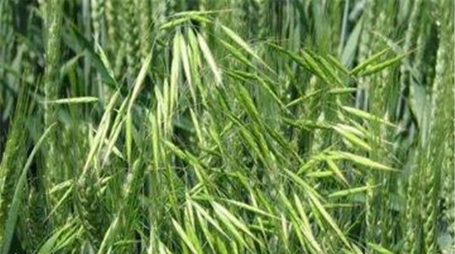 燕麦常见虫害的防治