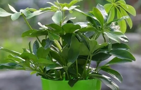 摇钱树怎么修剪枝叶